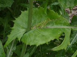 © Landcare Research 2012 